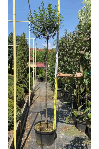 Вишня кустарниковая Умбракулифера (шаровидная)  - 40л/вис.200-220см/Ø40-50см/ШТАМБ 150-160см